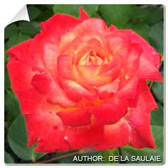 Roseira 'Chacok'